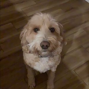 Meet your Posher, Jonica